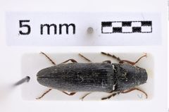 Foto (Dorsalansicht) von Melanotus davidi (Platia & Schimmel, 2001) (NHMW-ZOO-COL-0007670)